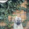 Kangal Dog Turkish Kangal puppies for sale