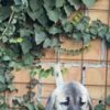 Kangal Dog Turkish Kangal puppies for sale