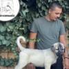 Kangal Dog Turkish Kangal puppies for sale