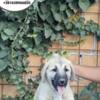 Kangal Dog Turkish Kangal puppies for sale
