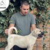 Kangal Dog Turkish Kangal puppies for sale