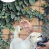 Kangal Dog Turkish Kangal puppies for sale