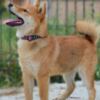 Shiba Inu Shiba Inu puppies