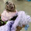 Monkey Healthy Capuchin monkey for sale