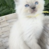 Ragdoll ragdoll kitten Yellow boy