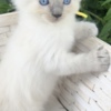 Ragdoll ragdoll kitten Yellow boy