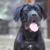 Cane Corso Cane Corso male puppy