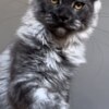 Maine Coon Why Adopting a Maine Coon Cat