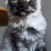 Maine Coon Why Adopting a Maine Coon Cat
