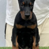 Doberman Pinscher Doberman puppies for sale