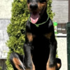 Doberman Pinscher Doberman puppies for sale