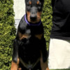 Doberman Pinscher Doberman puppies for sale