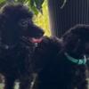 Poodle Miniature Poodle puppies