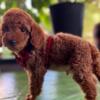 Poodle Miniature Poodle puppies