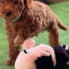 Poodle Miniature Poodle puppies