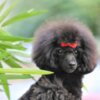 Poodle Miniature Poodle female puppy