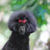 Poodle Miniature Poodle female puppy
