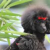 Poodle Miniature Poodle female puppy