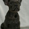 French Bulldog French Bulldog  puppies