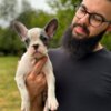 French Bulldog French Bulldog  puppies