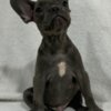 French Bulldog French Bulldog  puppies
