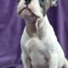 French Bulldog French Bulldog  puppies