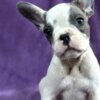 French Bulldog French Bulldog  puppies