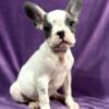 French Bulldog French Bulldog  puppies