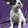 French Bulldog French Bulldog  puppies