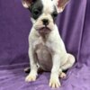 French Bulldog French Bulldog  puppies
