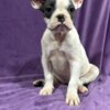 French Bulldog French Bulldog  puppies