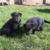 German Shepherd Dog Black German Shepherd  puppies