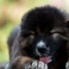 Caucasian Shepherd Dog Caucasian Shepherd puppies