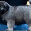 Caucasian Shepherd Dog Caucasian Shepherd puppies