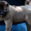 Caucasian Shepherd Dog Caucasian Shepherd puppies