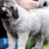 Caucasian Shepherd Dog Caucasian Shepherd puppies