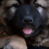 Caucasian Shepherd Dog Caucasian Shepherd puppies