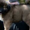 Caucasian Shepherd Dog Caucasian Shepherd puppies