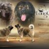 Caucasian Shepherd Dog Caucasian Shepherd puppies