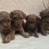 Poodle TOY Red Poodles - puppies for sale