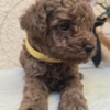 Poodle TOY Red Poodles - puppies for sale