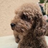 Poodle TOY Red Poodles - puppies for sale