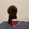Poodle TOY Red Poodles - puppies for sale