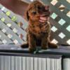 Poodle Miniature Poodle puppies