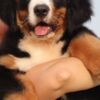 Bernese Mountain Dog Bernese Mountain puppies