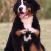 Bernese Mountain Dog Bernese Mountain puppies