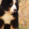Bernese Mountain Dog Bernese Mountain puppies