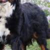 Bernese Mountain Dog Bernese Mountain puppies