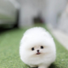 Pomeranian White Pomeranian puppy