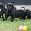 Cane Corso Cane Corso puppies
